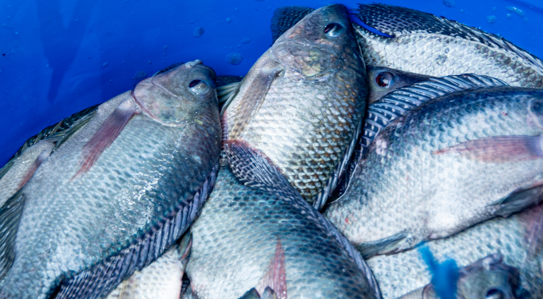 La Production de Tilapia au Bénin : Enjeux, Techniques et Déficits d'une Filière en Croissance