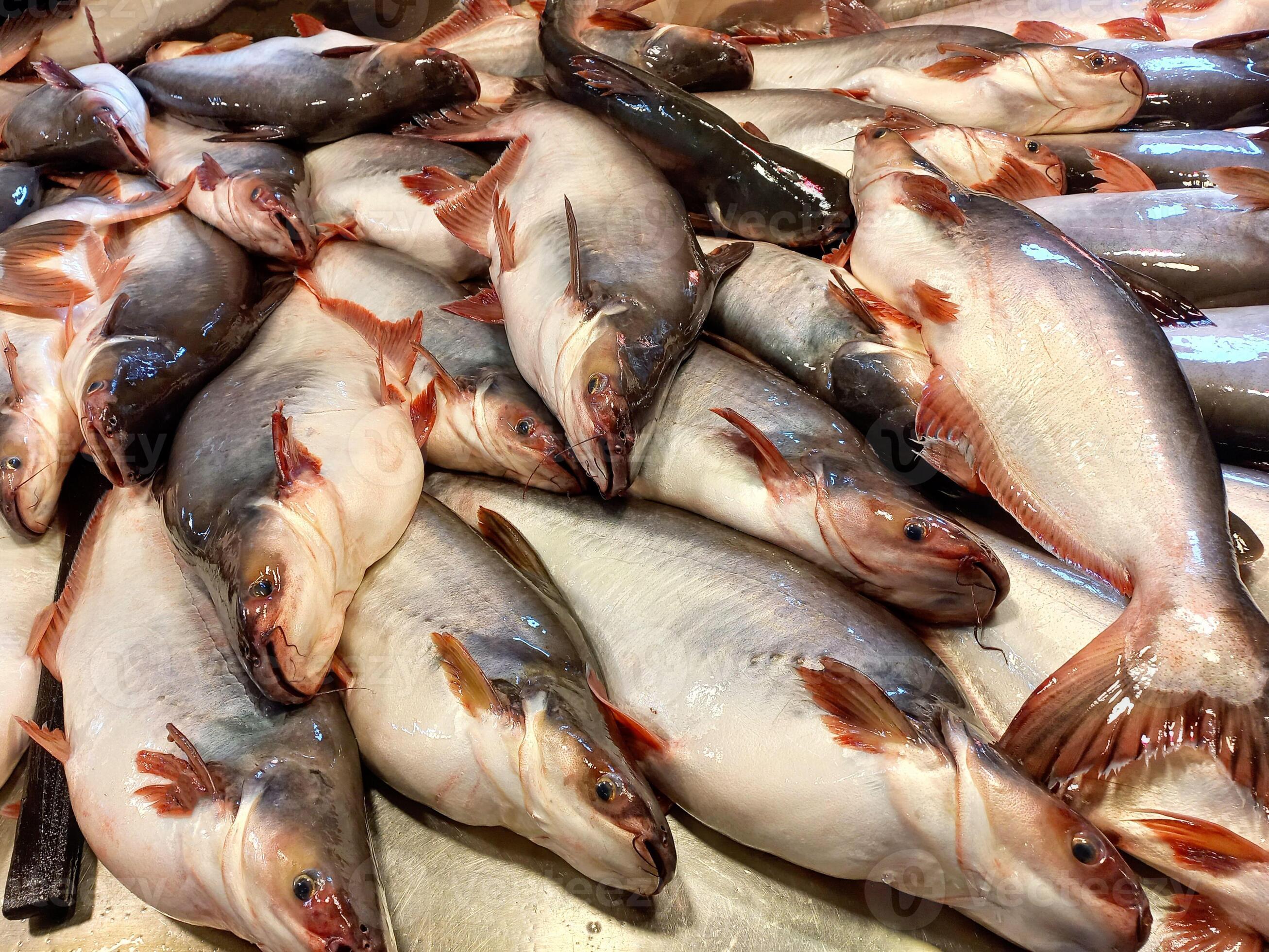 L'introduction du Pangasius au Bénin : Enjeux, opportunités et encadrement scientifique d'une révolution aquacole